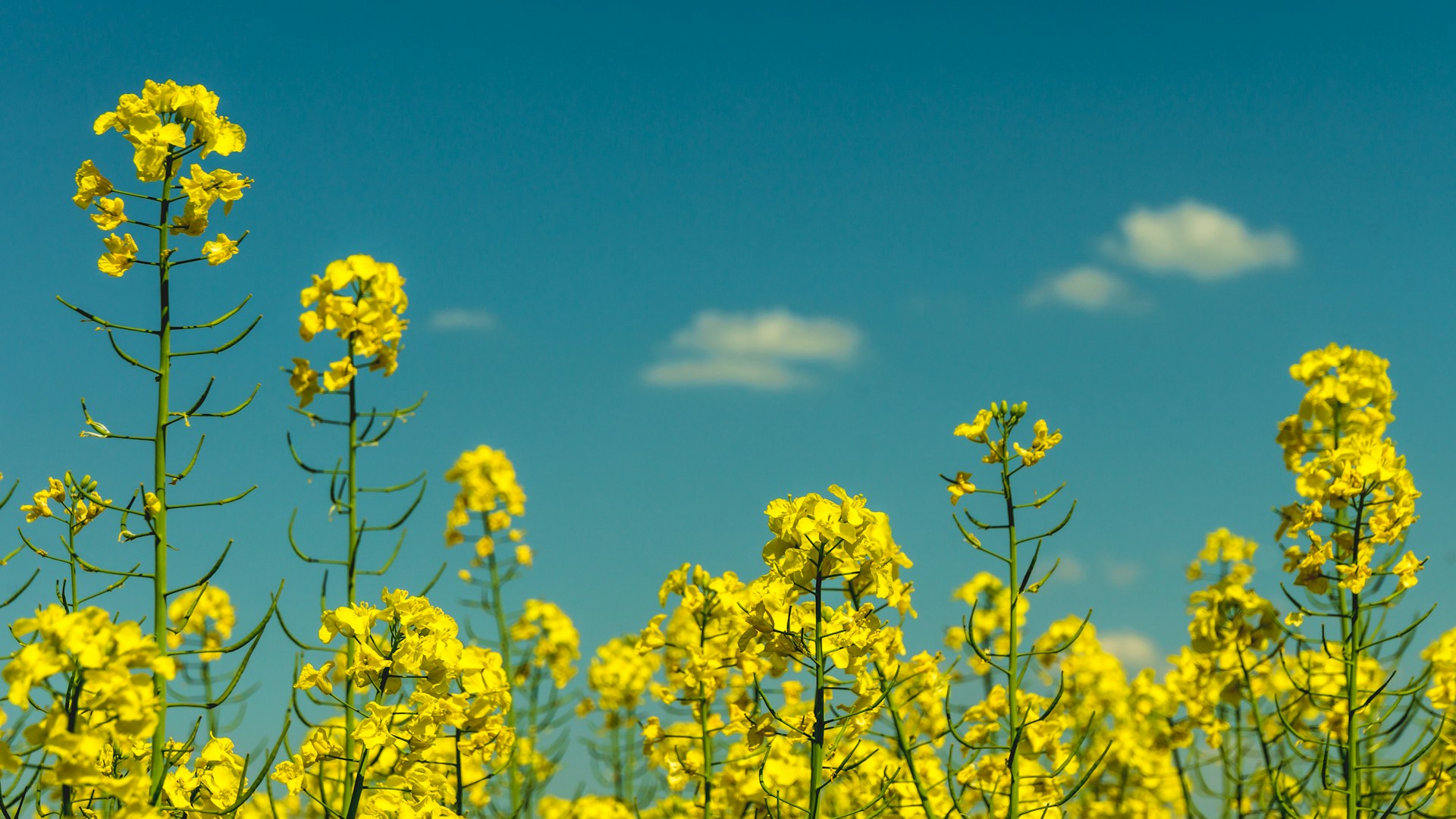 Header banner for the conference: 13th Workshop on Fats and Oils as Renewable Feedstock for the Chemical Industry. This goes from 8 June 2026 to 10 June 2026 in Dortmund.